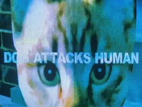 Dog Attacks Human poster