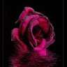 @rosewater22a