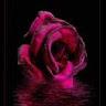 rosewater22a's avatar